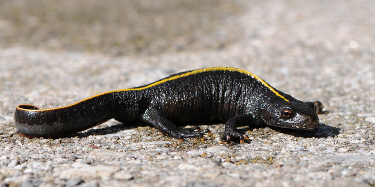 Everything You Should Know About Great Crested Newts