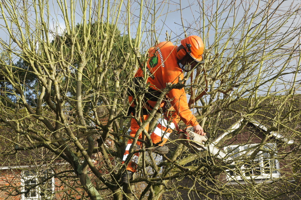 Tree Surgery At Its Best In Ruislip By Us