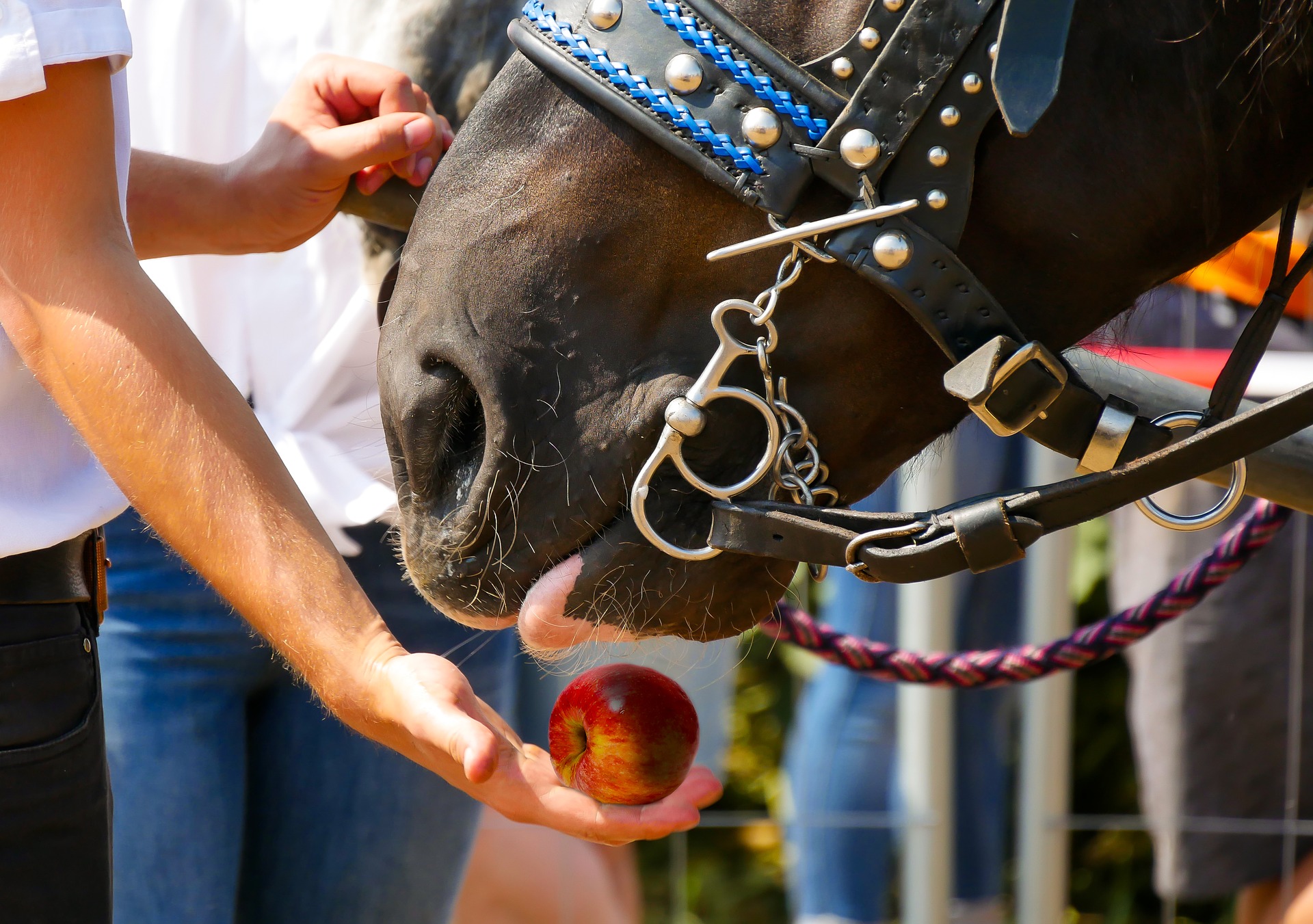 Distinguishing Between The Facts And Fiction; Sugar In Your Horse’s Diet