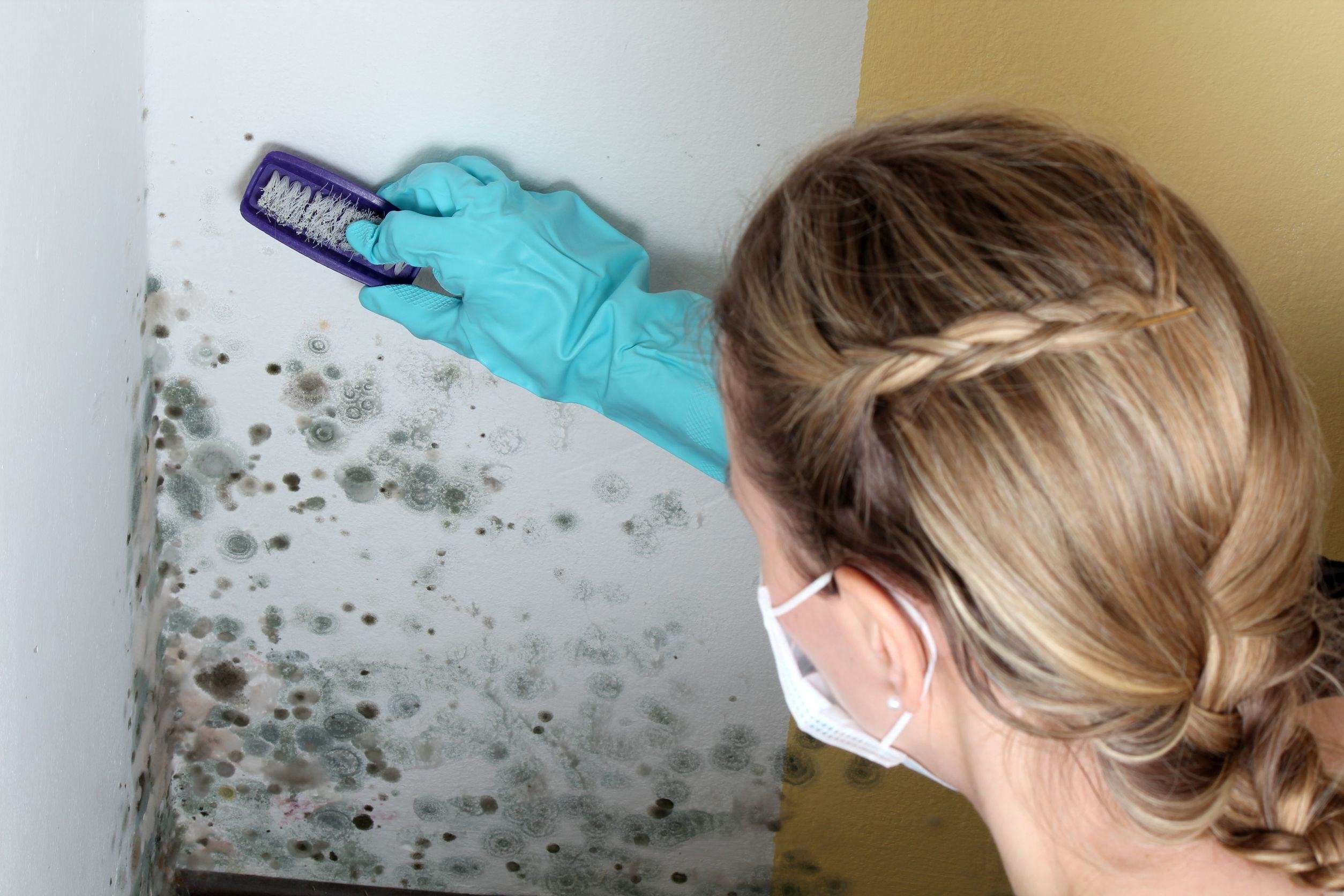 How Mold Can Affect Your Health And Your Property Value