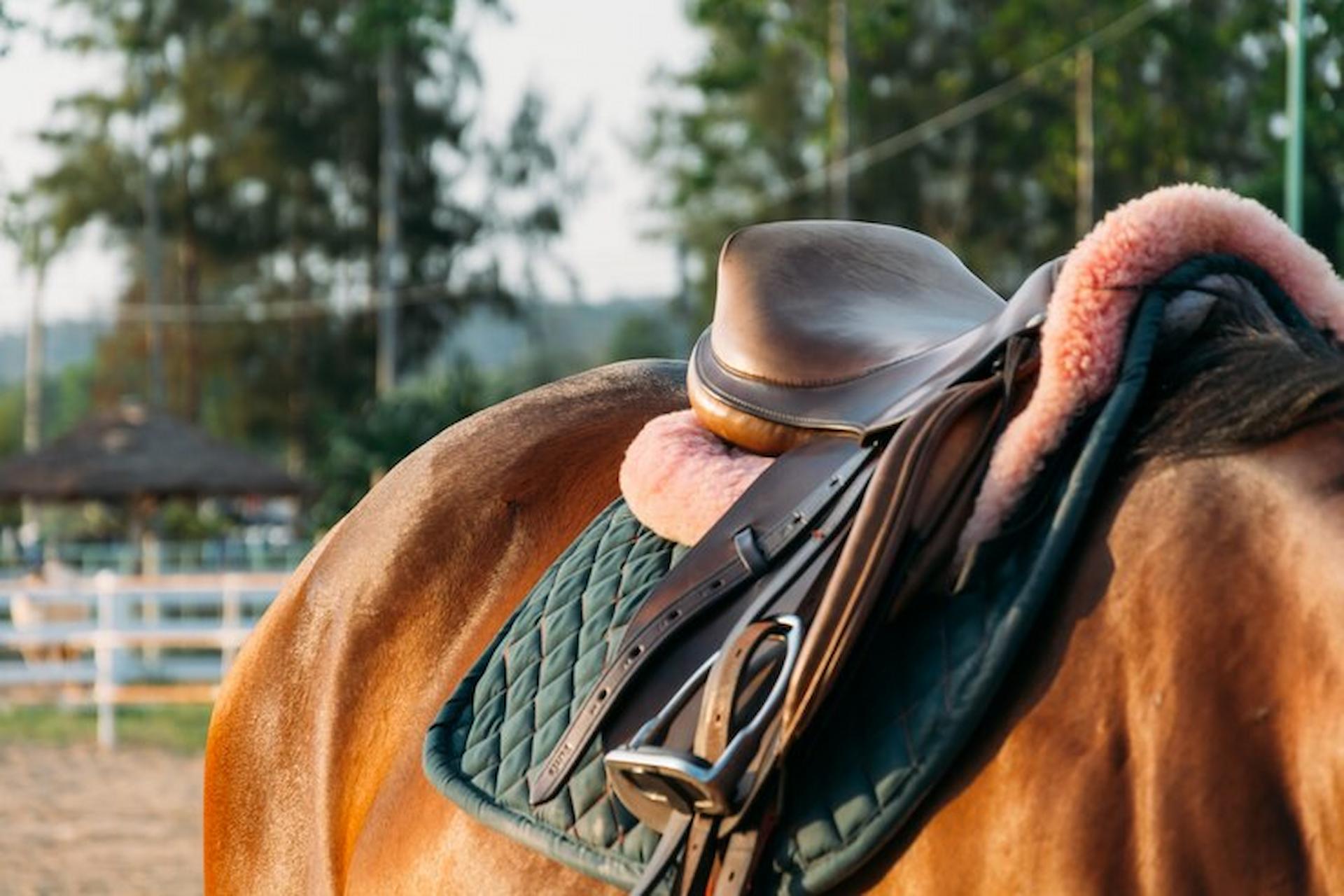 saddle pads for horses