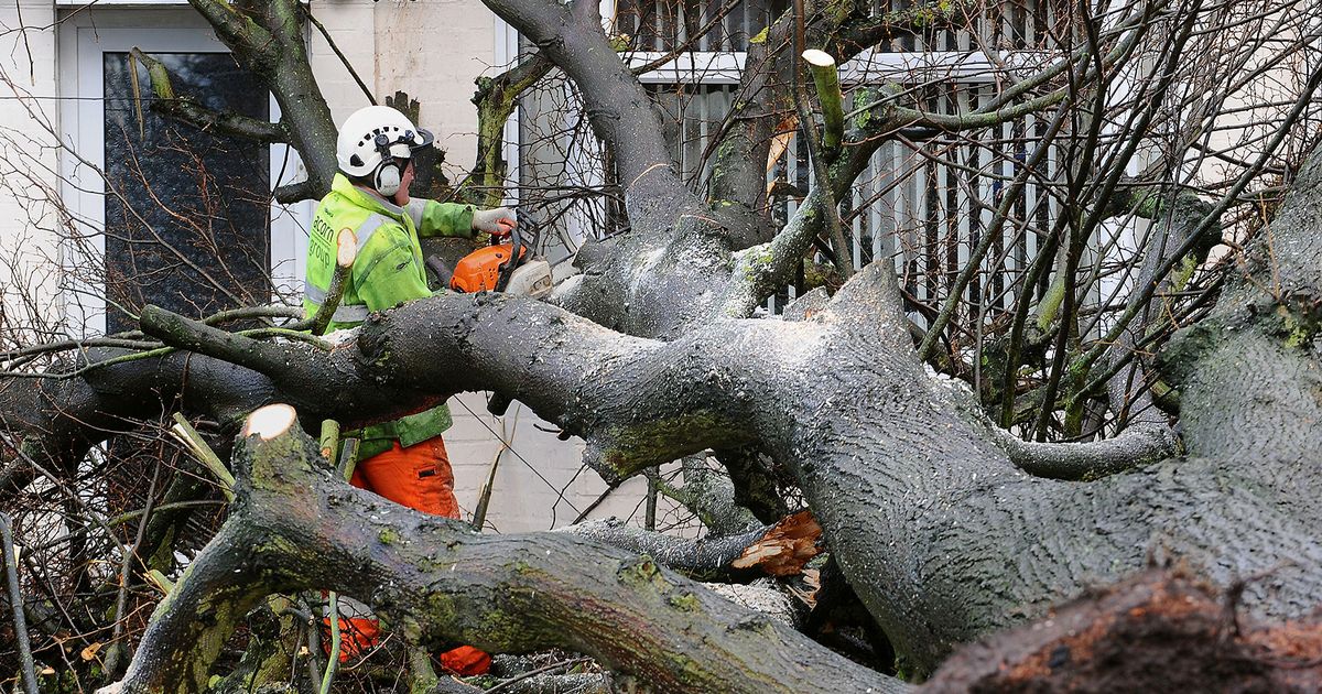 Tips To Choose The Best Tree Surgeon